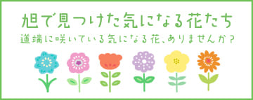 旭で見つけた気になる花たち